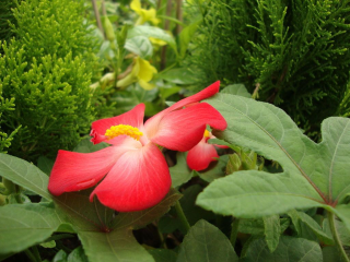 Asklepios Seeds Heiße Angebote