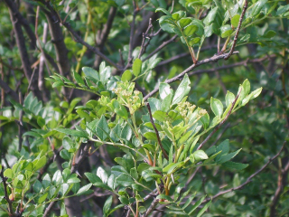 Asklepios Seeds Heiße Angebote