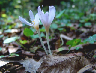 Asklepios Seeds Heiße Angebote