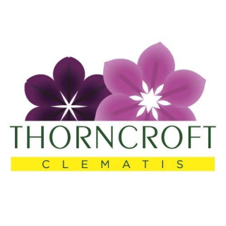 Thorncroft Clematis