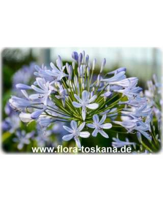 Flora-Toskana Heiße Angebote