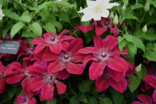 Thorncroft Clematis Hot Sale