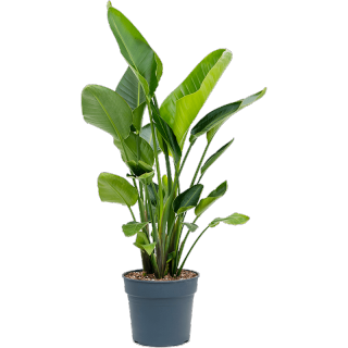 Fleur.nl Hete Verkoop