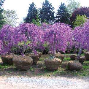 GartenHit24.de Heiße Angebote