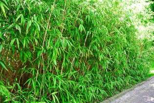 Bambuswald Heiße Angebote