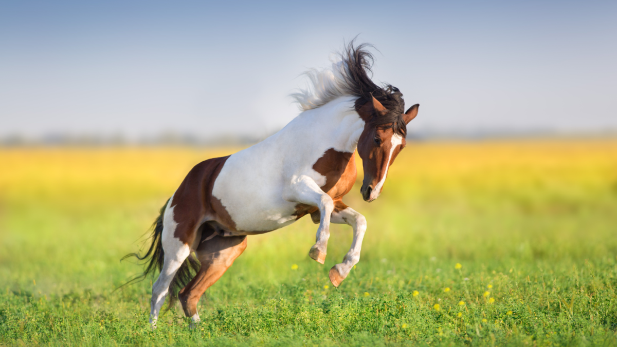 Equus Vitalis