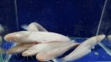 Fischfarm Schubert Heiße Angebote