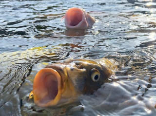 Koi Aqua Heiße Angebote
