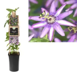 Toptuincentrum Hete Verkoop