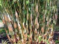 Bambus Heiße Angebote