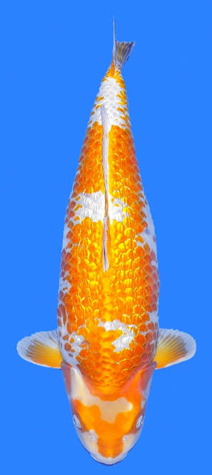 Koi Aqua Heiße Angebote