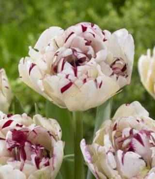 Tulip Store Heiße Angebote