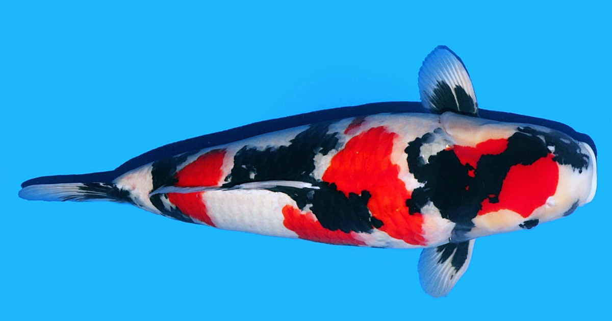 Koi Aqua
